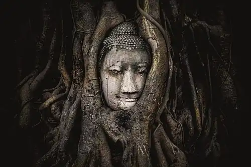 Buddha head overgrown by fig tree, Wat Mahathat, Ayutthaya historical park