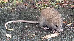 Brown rat