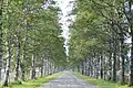 Road in Otofuke