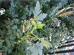 mantises caught on okra fruit during mating