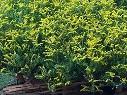 Sedum lineare