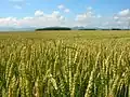 Wheat fields in Shihoro