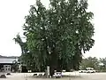 Ginkgo tree