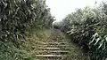Xiaoyoukeng Arrow Bamboo Forest Trail