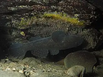 Male guarding eggs, at Kyūshū