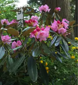 The temple is also famous for its rhododendron flowers