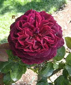 'Munstead Wood'