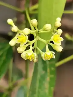 Cinnamomum kotoense inflorescence