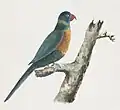 Green Parrot, watercolor painting by Adrien Taunay the Younger, c. 1819, National Library of Australia
