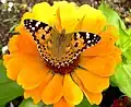 Vanessa cardui