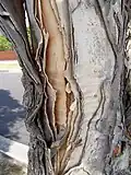 Bark