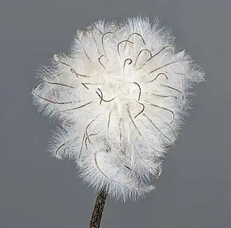 Mature fruit