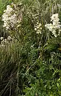 Habitat