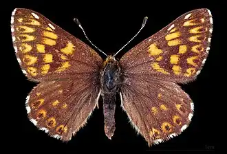 Hamearis lucina ♂