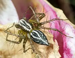 Oxyopes lineatus