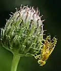 Xyphosia miliaria on Cirsium arvense