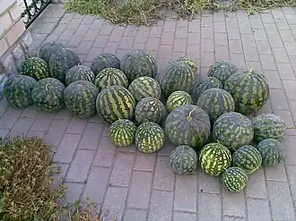 Watermelons