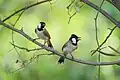 Pair in Keoladeo National Park, India