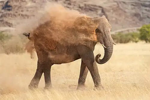 Dust bathing