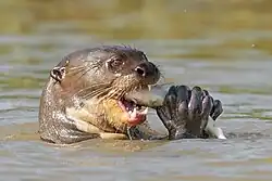 Giant otter eating a fish caught from the river in the Pantanal, Brazil