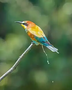 European bee-eater defecating
