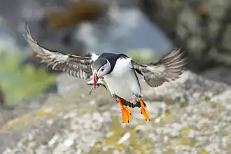 Adult in flight returning with fish