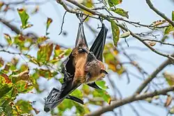 Indian flying fox licking its genitals in Keoladeo National Park, India