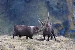 Males fighting