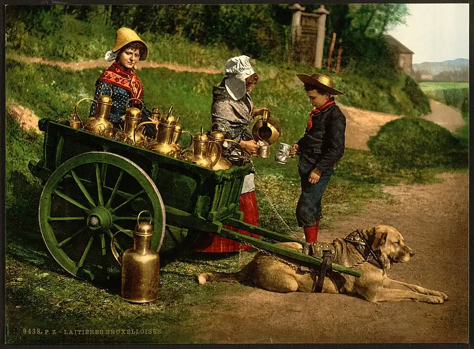 A photochrom of Belgian milk peddlers with a dogcart, c. 1890–1900