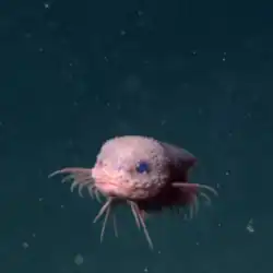 An adorable bumpy snailfish roaming the ocean happily