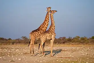 Adults cuddling in Etosha National Park