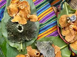 Fruitbodies of two mushroom species, one blue and one orange, are presented on large plant leaves