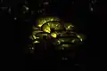 Bioluminescence