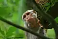 Image 64The Rhesus Macaque (Macaca mulatta) is one of the best-known species of Old World monkeys native in Bangladesh. The pictured macaque is seen eating from a jackfruit at Lawachara National Park, Moulvibazar. Photo Credit: Syedabbas321