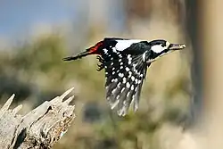 Great spotted woodpecker (subspecies Dendrocopos major italiae)
