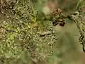 Leaf damage