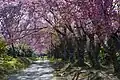 Cherry blossom flowers all over the area at Doi Inthanon National Park