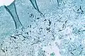 Slide of an infected turkey brain