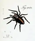 Female from France