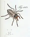 Female from Southern Europe