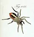 Female from Egypt