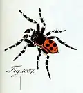 Drawing of male by CL Koch (1846)