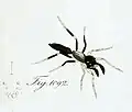 Male M. kochi