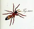 S. hilarulus