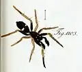 male