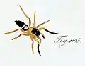 Male M. albocincta