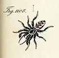male