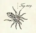 female