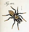 male