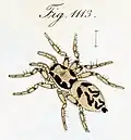 female